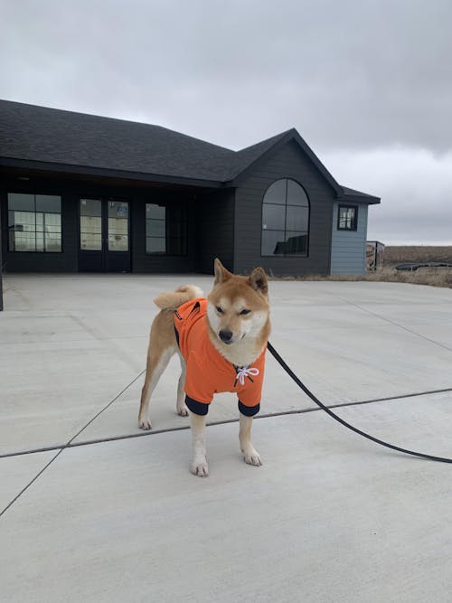 Reve Dog Hoodie In Navy - Waterproof & Reversible