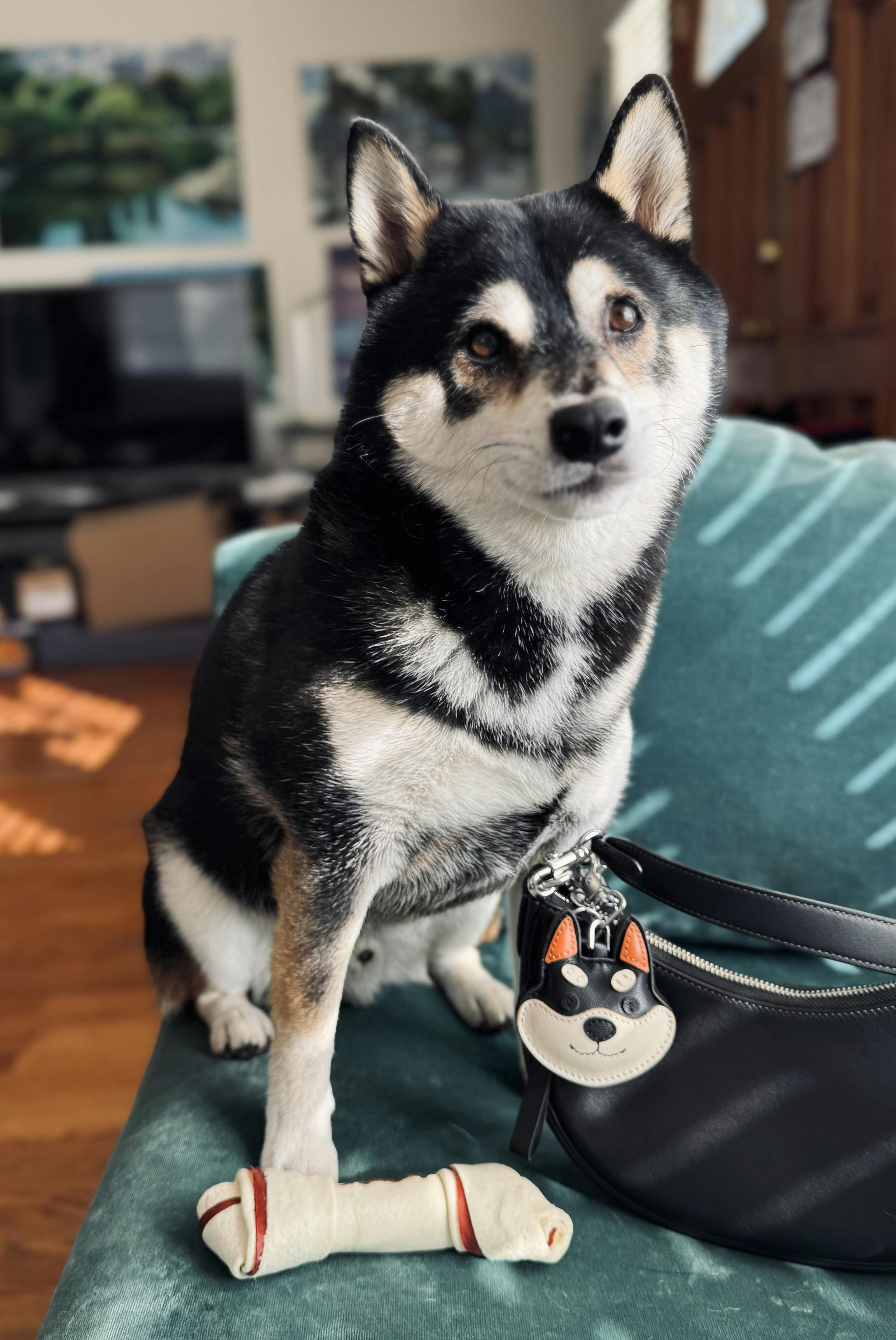 Shiba Inu Bag Charm In Italian Leather - Black and Tan – SHIBA & CO.