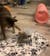 FlappyBird Cat Toy