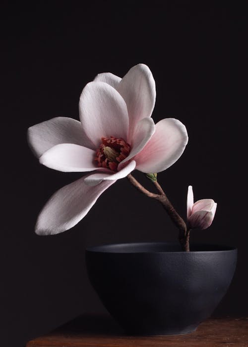 Magnolie opskrift - let øvet