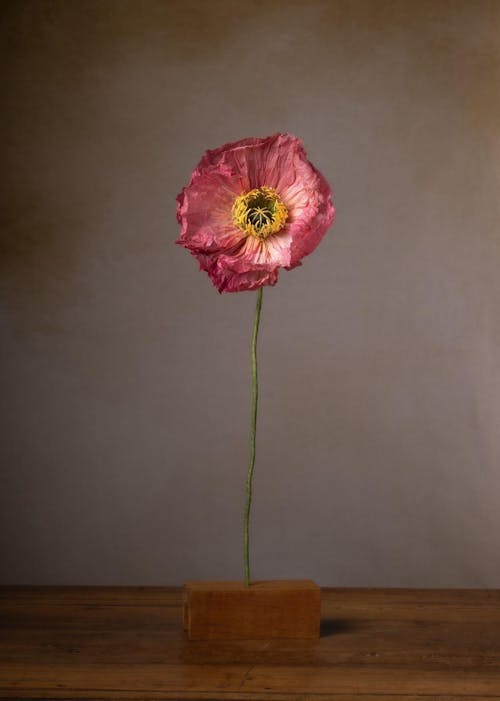 Valmue opskrift - begynder