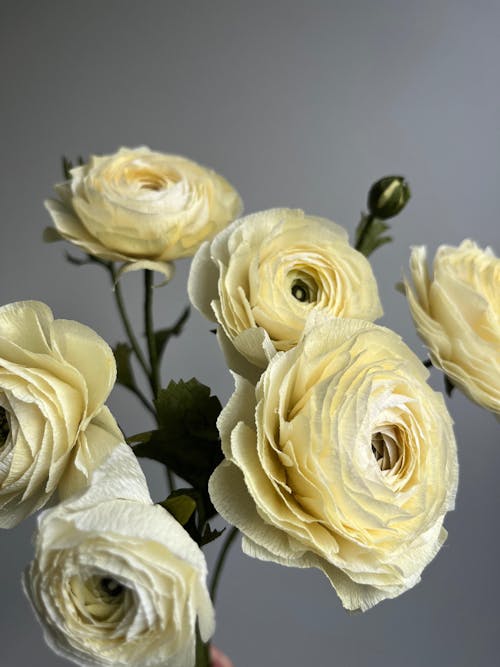 Ranunkel opskrift - øvet