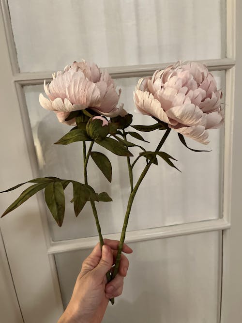 Pæon opskrift - let øvet