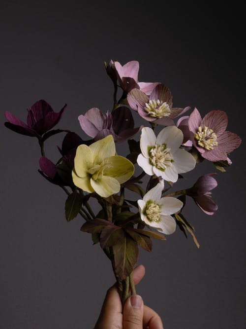 Helleborus opskrift - øvet