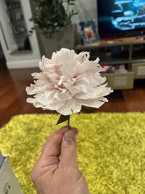 Pæon opskrift - let øvet