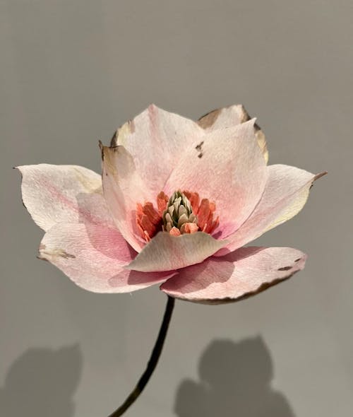 Magnolie opskrift - let øvet