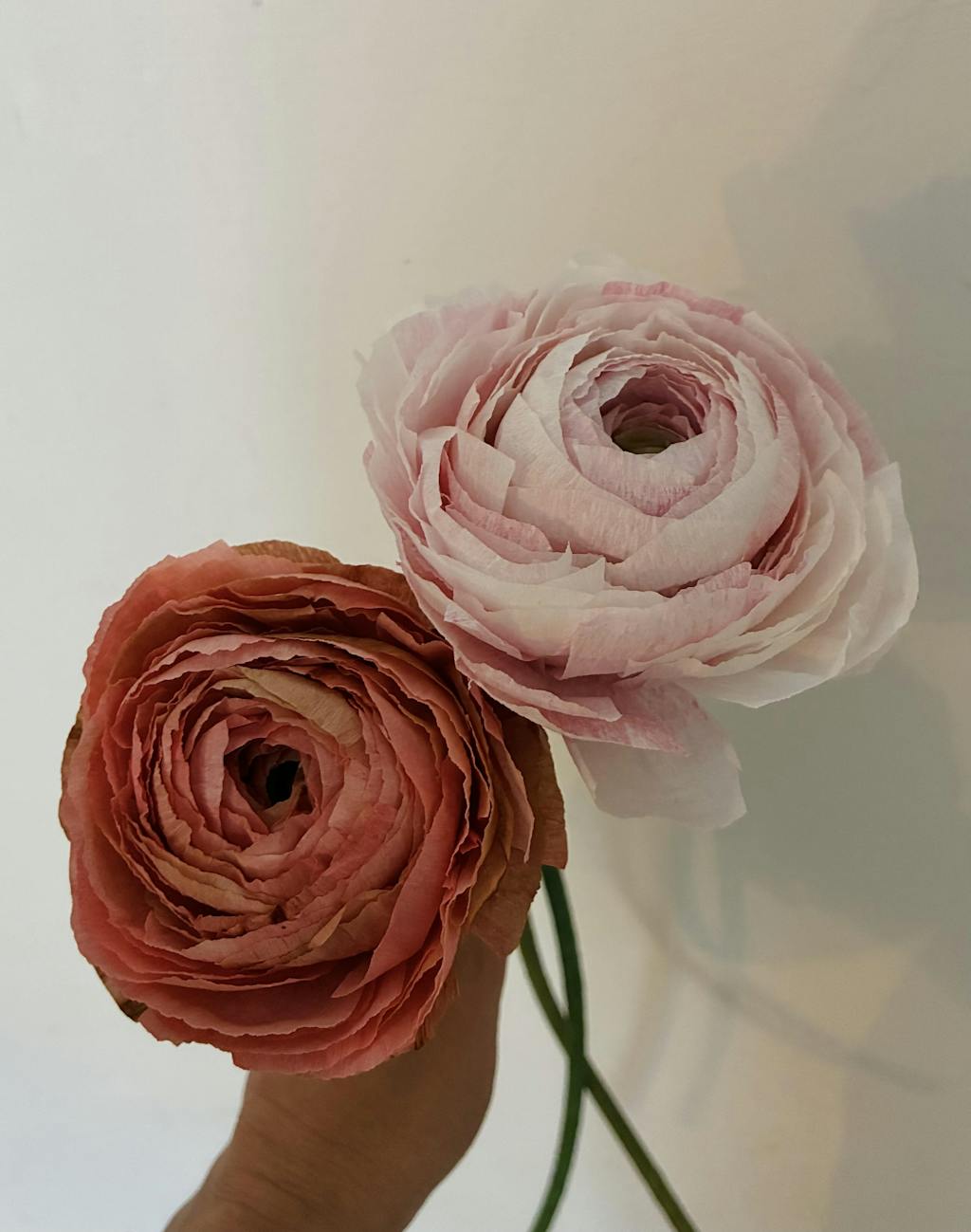 Ranunkel opskrift - øvet