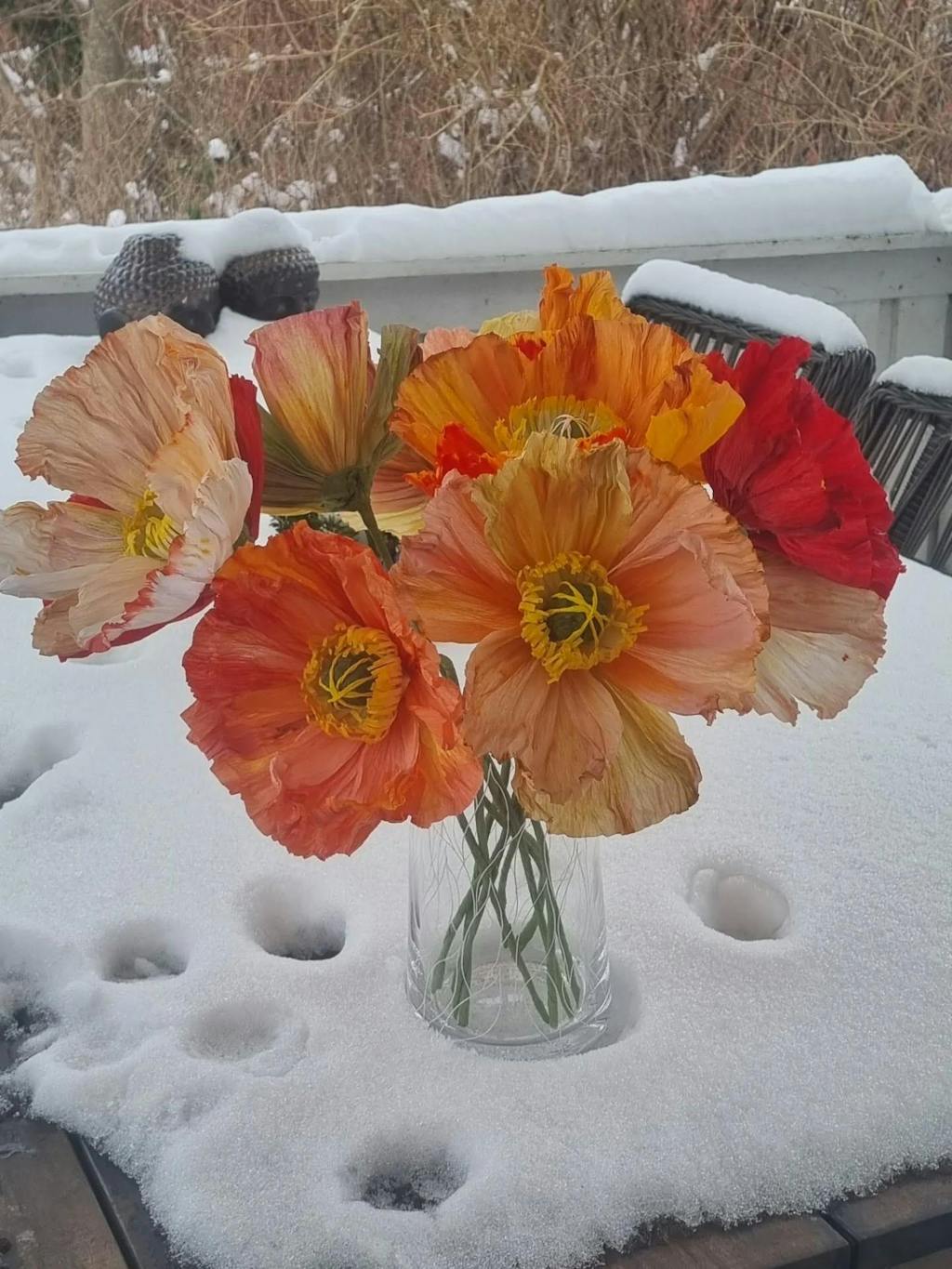 Valmue opskrift - begynder