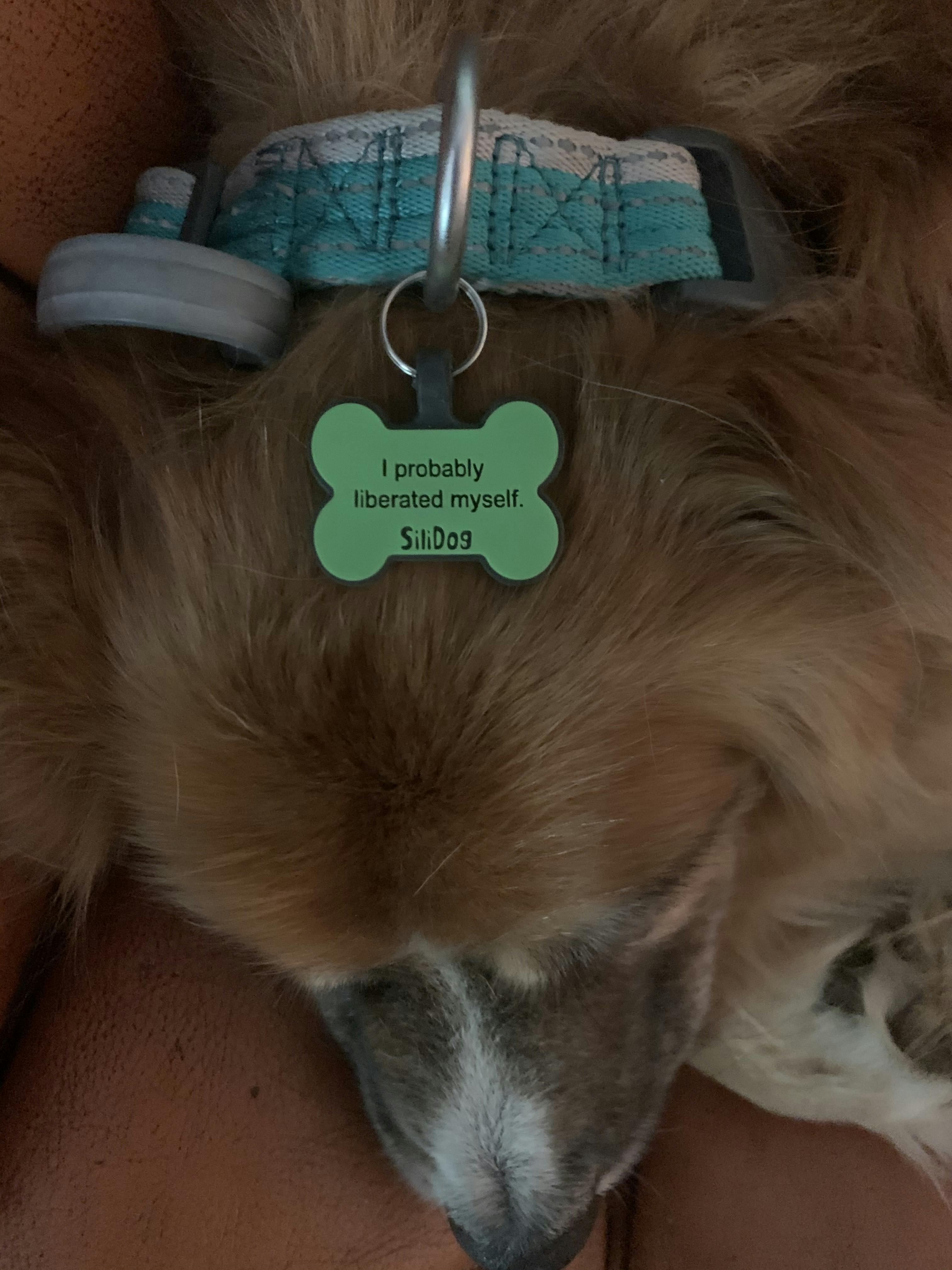 Glow In The Dark Green Bone Cool Dog Tags for Pets SiliDog