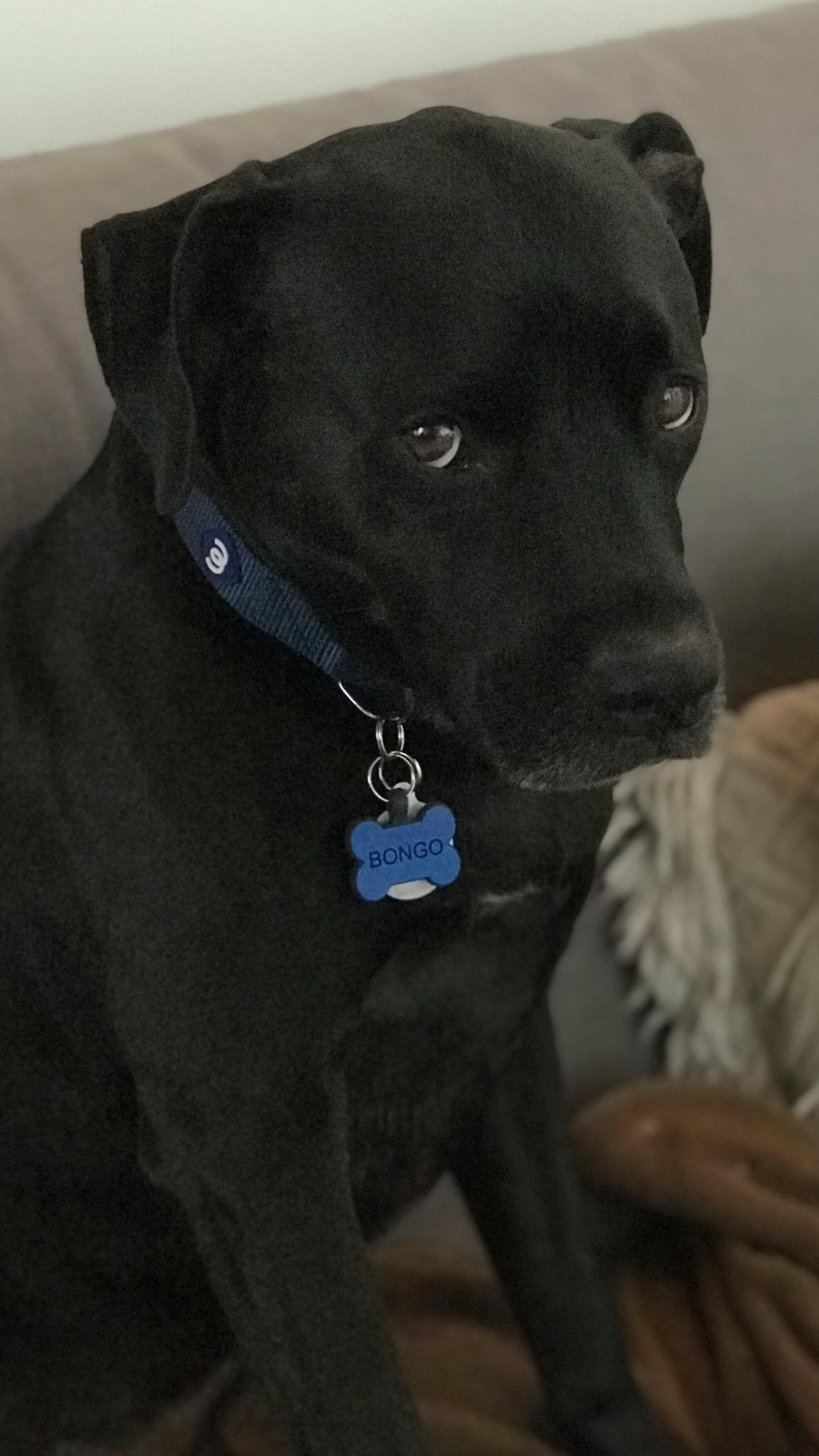 Never Fades Blue Bone Durable Dog Tags SiliDog SiliDog The