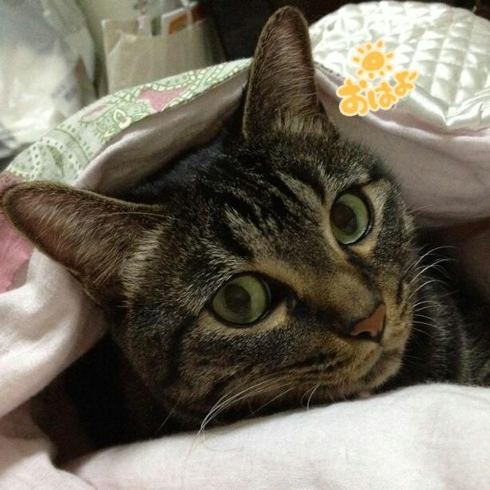 SILCAT シルキャット 猫サプリ