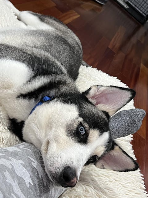 Rapid Ear Care Vet Strength Ear Treatment