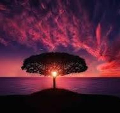 Rapid Wound Repair Ointment