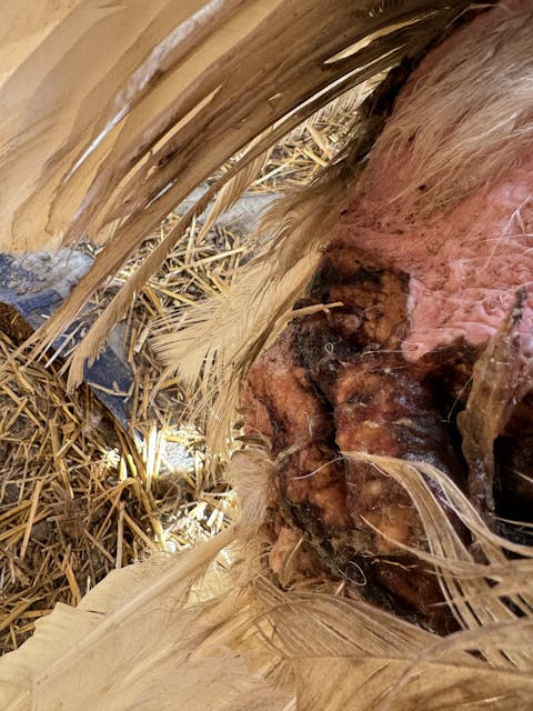 Rapid Wound Repair Spray Gel