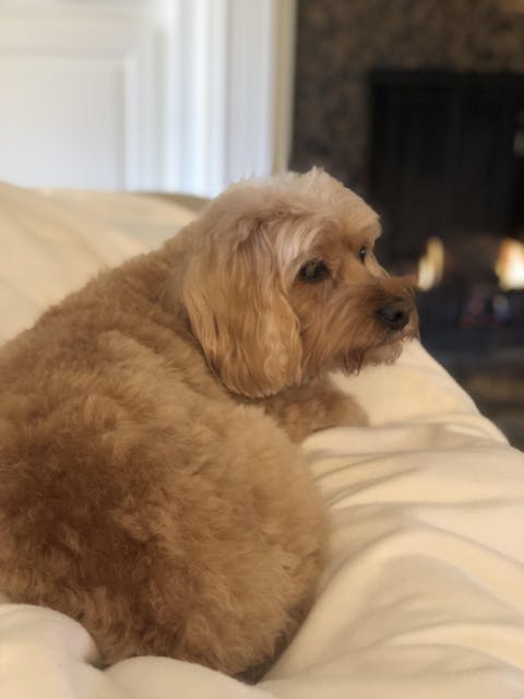 Rapid Ear Care Vet Strength Ear Treatment for Two Ears