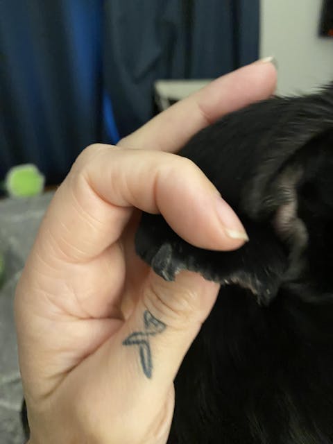 Rapid Ear Care Vet Strength Ear Treatment