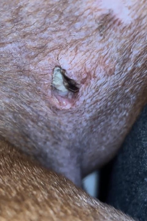 Rapid Wound Repair Ointment