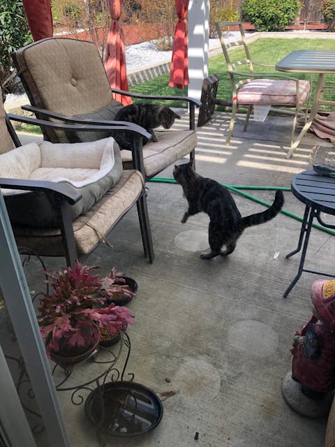 Rapid Ear Care Vet Strength Pet Wipes for Dogs and Cats