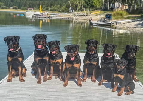 Skin & Coat Care Nourish & Soothe Shampoo with Odor Neutralizer