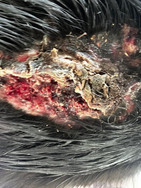 Rapid Wound Repair Combo Pack