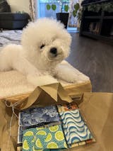 Belly Band (Summertime)