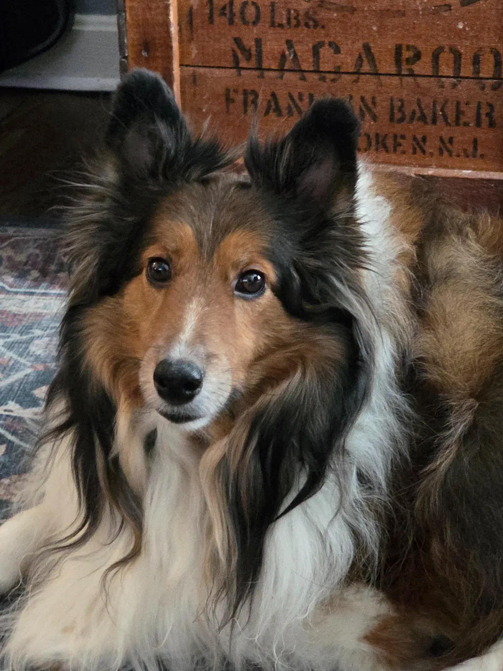 Enamel Collie Dog Stud Earrings in Sterling Silver, Silver or Gold,Dog Earrings, Animal Earrings, Pet Lover