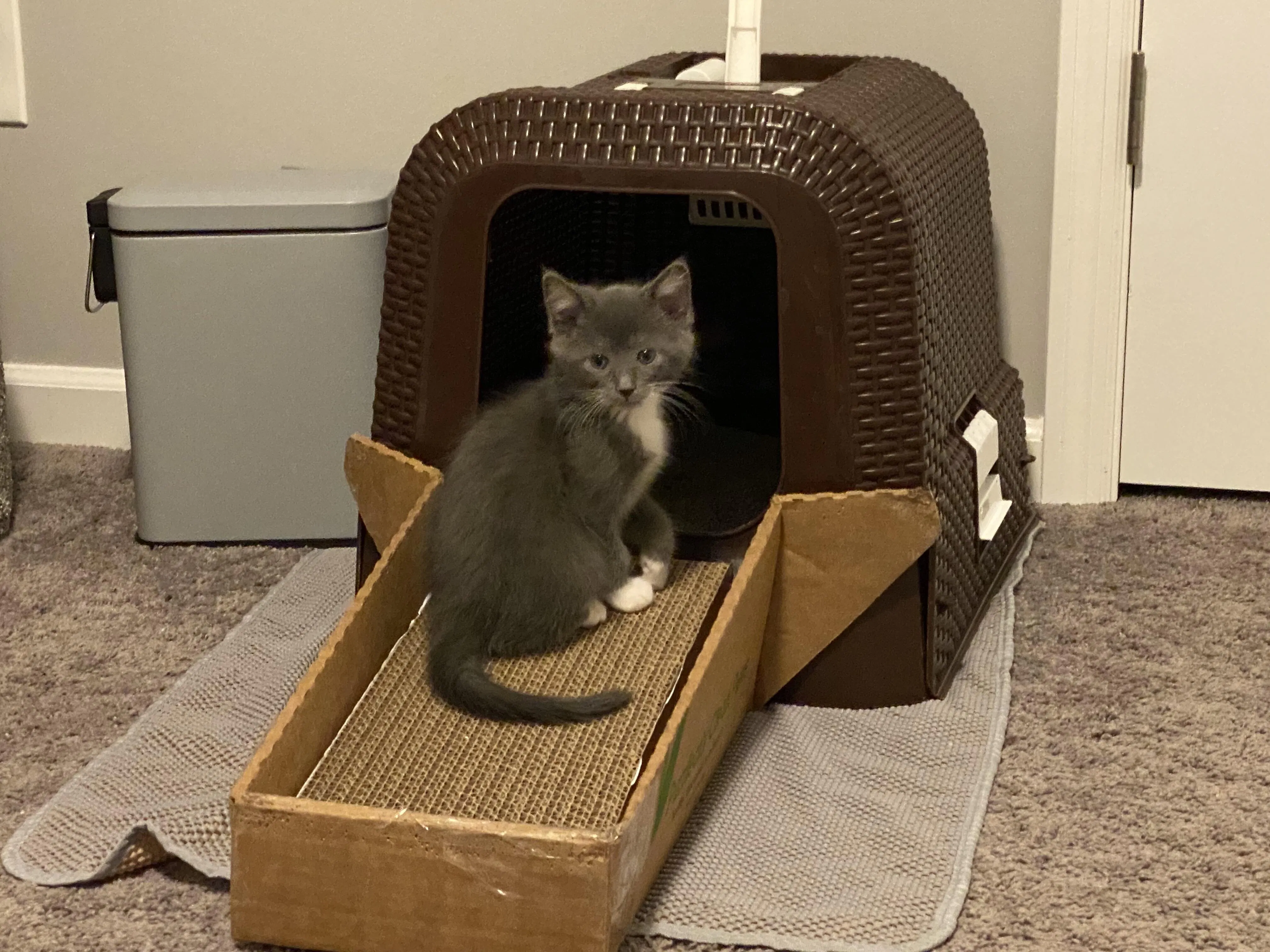 Image showcasing Purrfectly Clean Paws® Anti-Tracking, Scratcher, Cat Litter Box Ramp ...