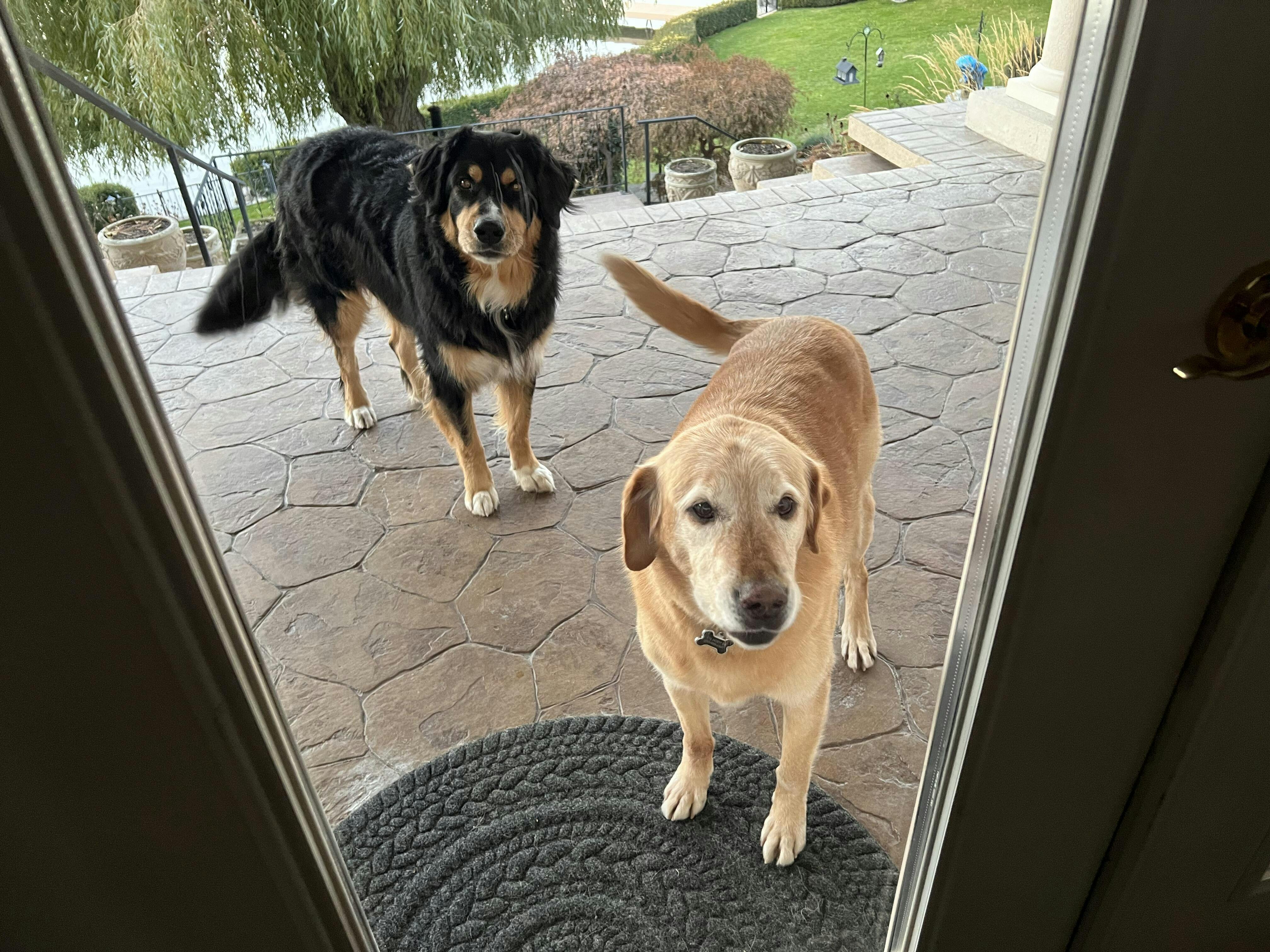 Simply Beef with Organ Simply Raw Okanagan