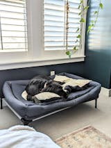 A black dog sleeping on a cushioned bed by a window with plants.