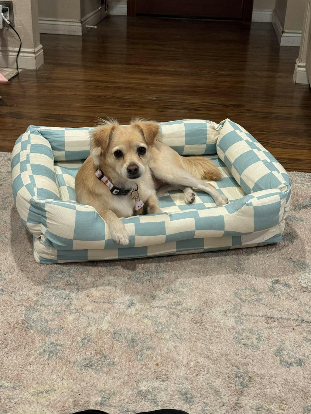 A small dog relaxing in a blue and white checkered dog bed on a carpeted floor.