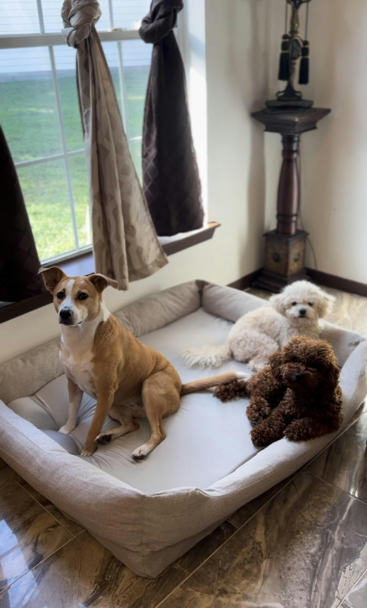 Three dogs sitting together on a soft dog bed by a window.