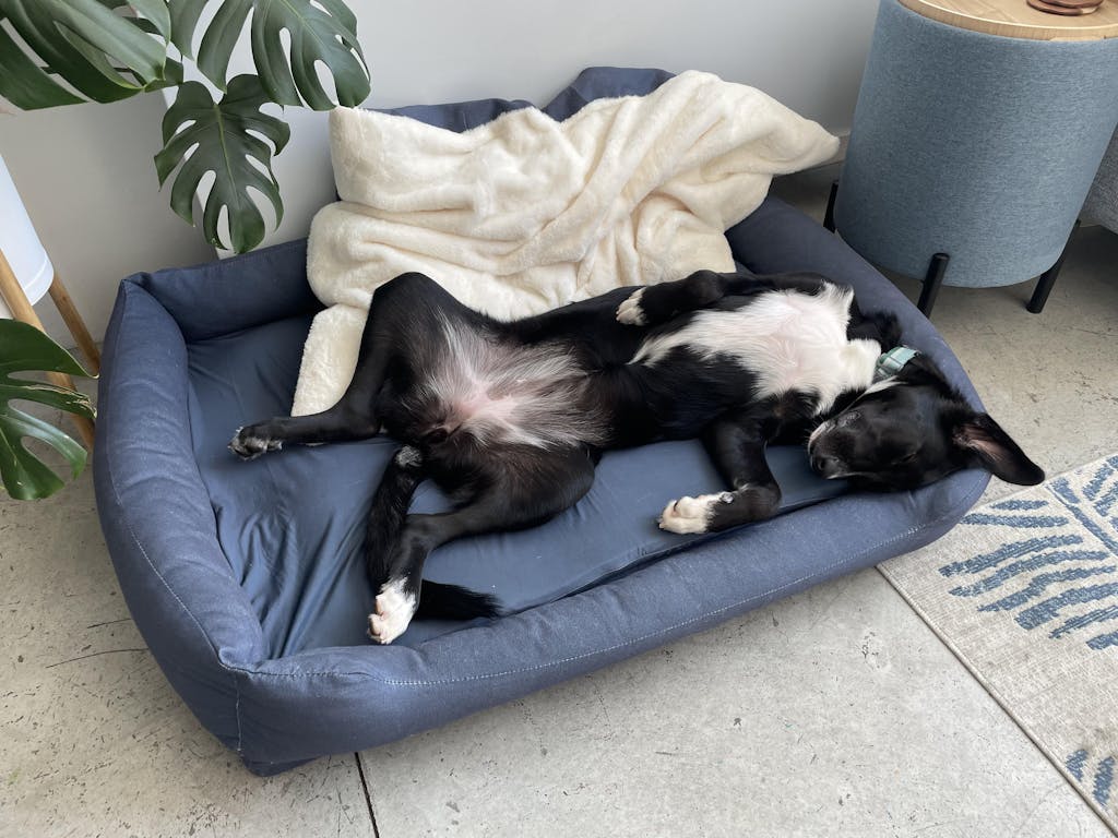 Dog sleeping on its back in a cozy blue bed with a blanket nearby.