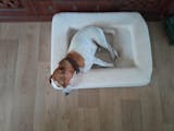 Jax Bed -  Orthopaedic Memory Foam Dog Bed WHITE
