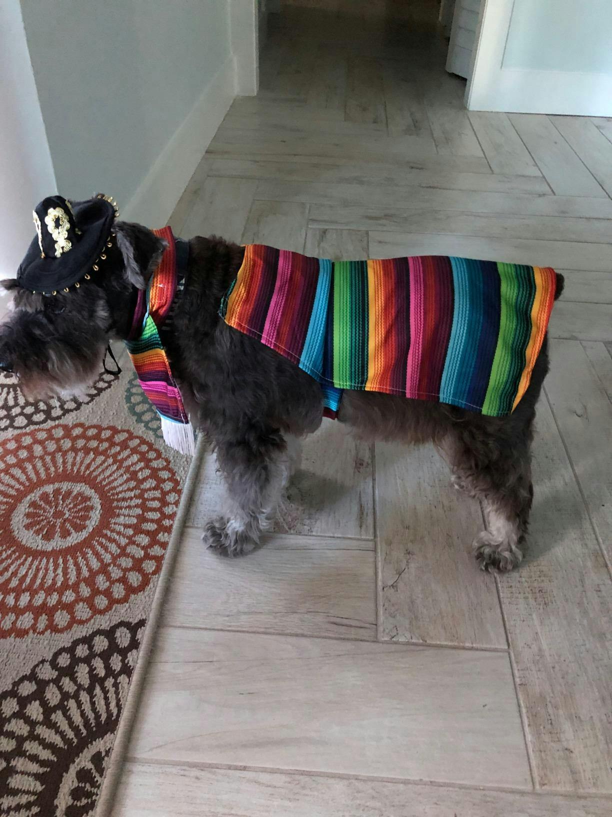 Online Best choice Cinco de Mayo Poncho and Sombrero Costumes for Pets  Skeleteen Mexican Serape Dog Costume Online watch shopping Prices Drop As  You Shop 