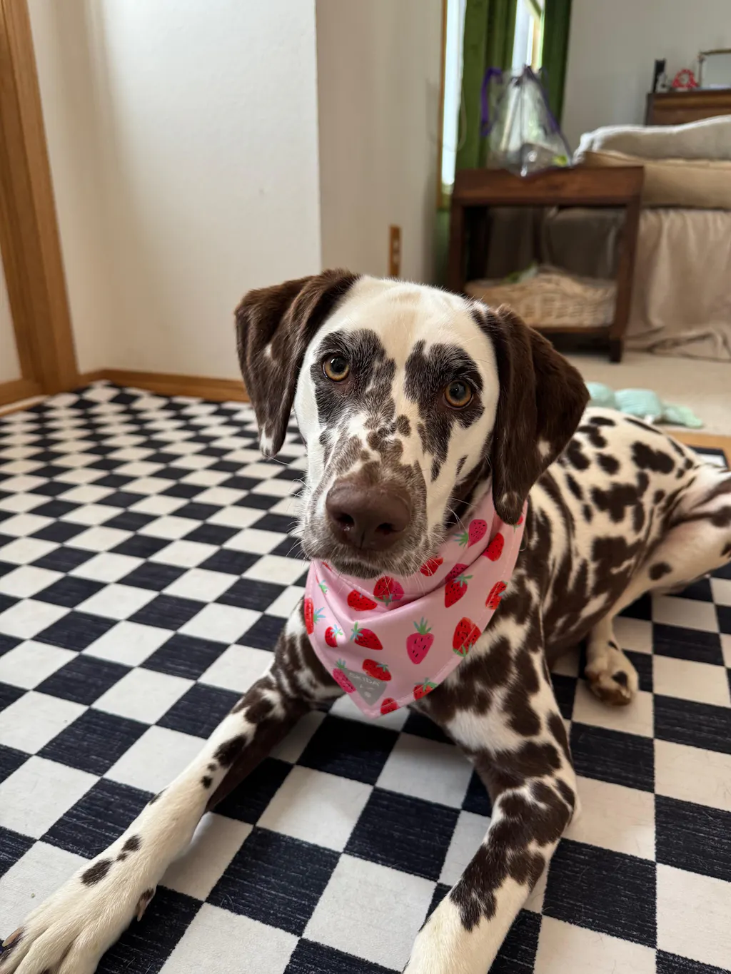 Serendipity | Dog Bandana