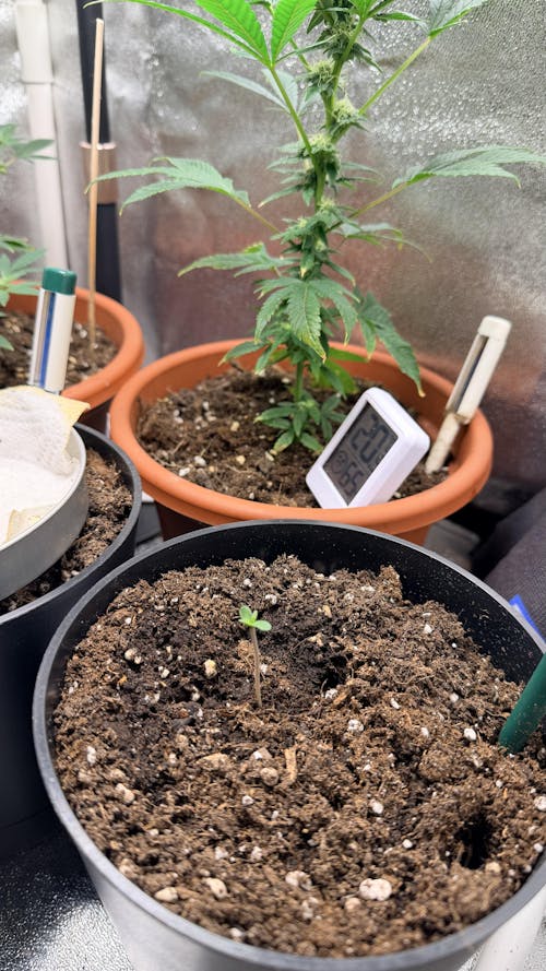 Seeds Mango Smile | 3 Samen