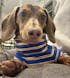 Bright Stripes Dog Sweater