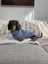 Ocean Breeze Dog Shirt