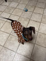 Polka Dot Dog Sweater