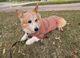 Cinnamon Swirl Dog Shirt