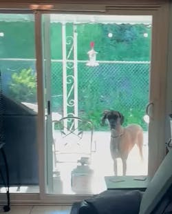 SmartSlydr – Smart Pet Door