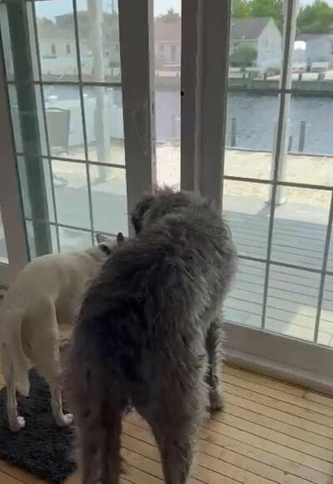 SmartSlydr – Smart Pet Door