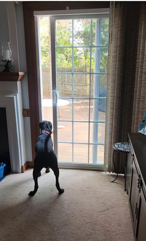 SmartSlydr – Smart Pet Door