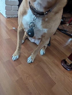 SmartSlydr – Smart Pet Door