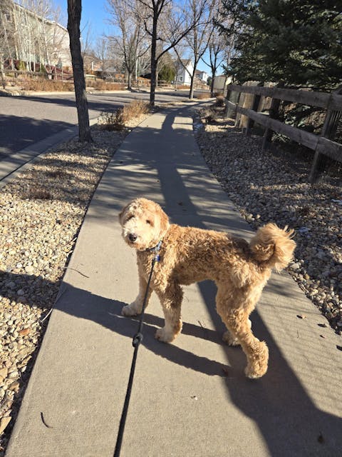 SmartSlydr – Smart Pet Door