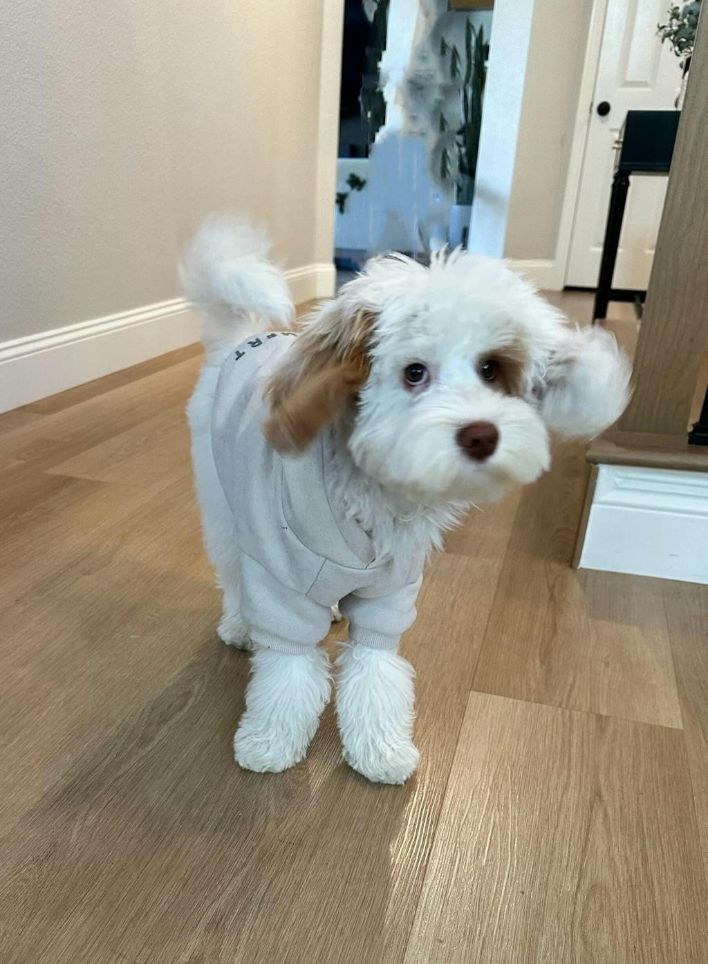 Lamb Liver Teeny Tiny Treats