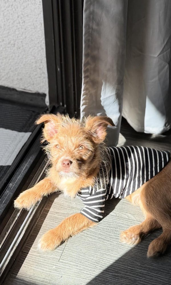 Chicken Liver Teeny Tiny Treats