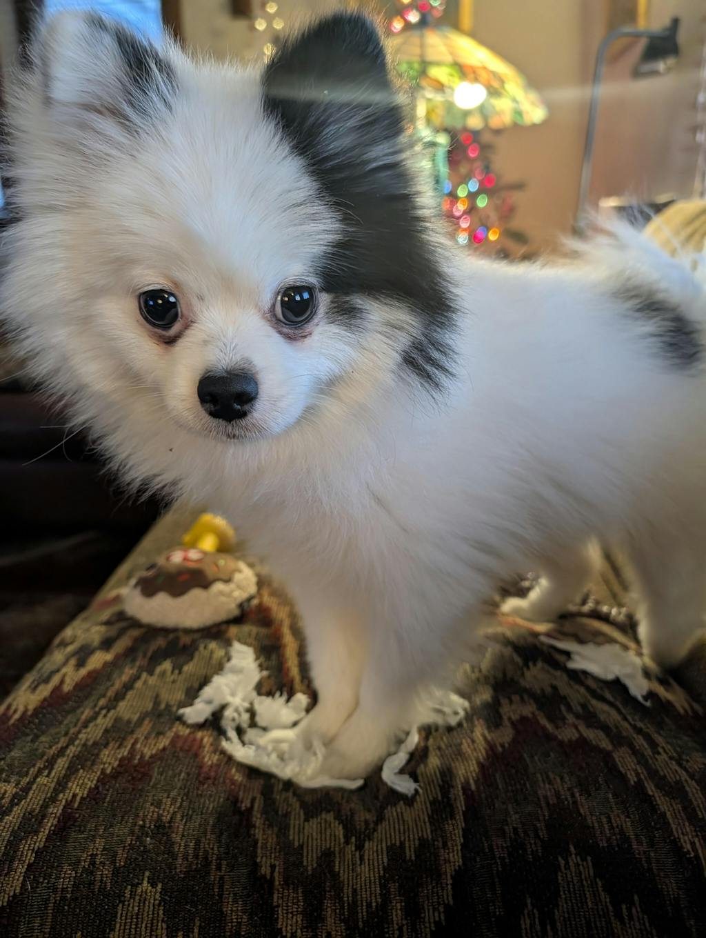 Beef Liver Teeny Tiny Treats