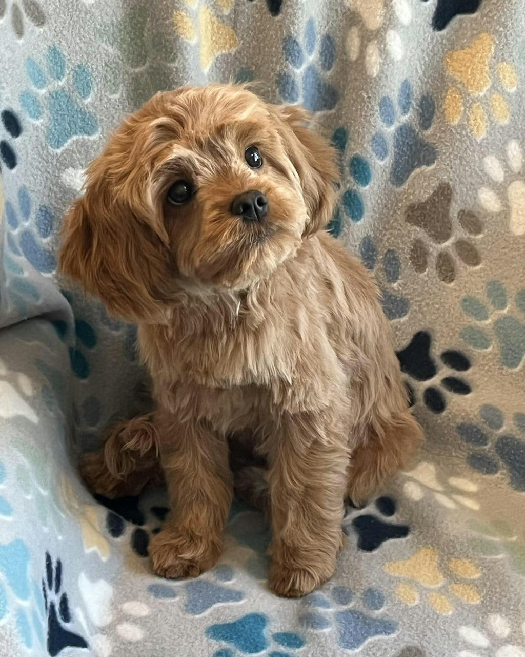 Duck Liver Teeny Tiny Treats