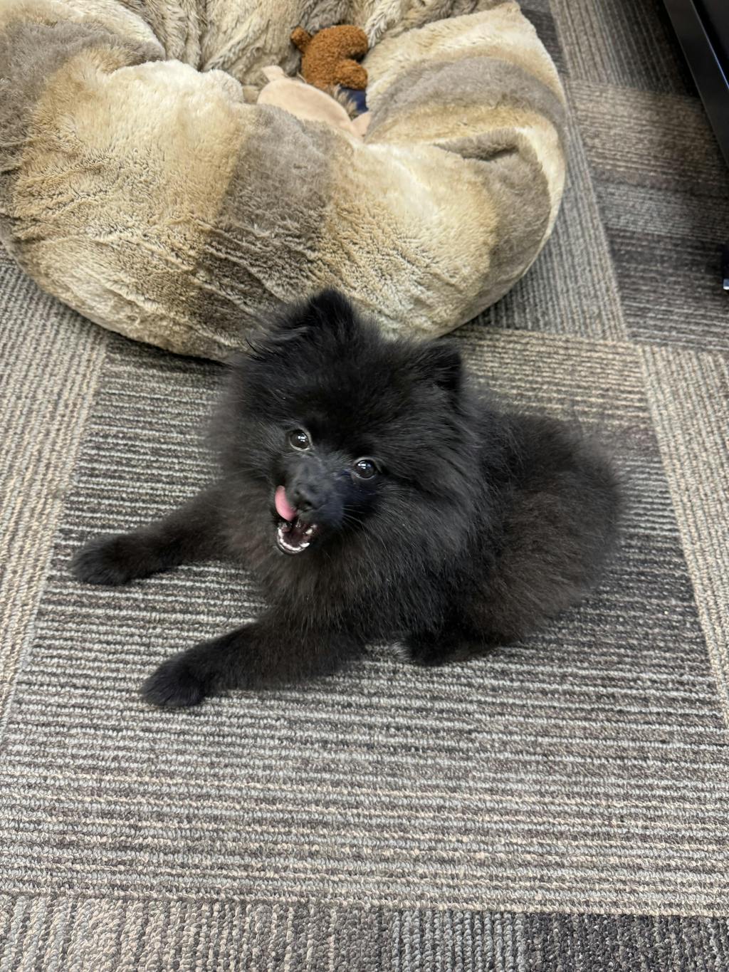 Teeny Tiny Treat Bundle